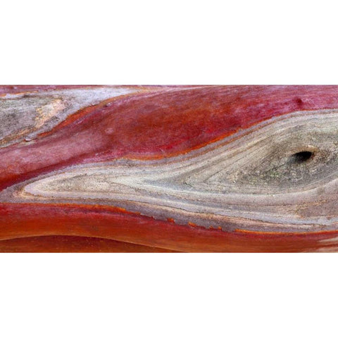 California, Mount Diablo SP Manzanita wood White Modern Wood Framed Art Print by Paulson, Don