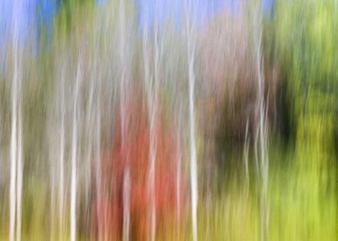 TN, Cherokee NF Abstract tree reflects in a pond White Modern Wood Framed Art Print with Double Matting by Paulson, Don