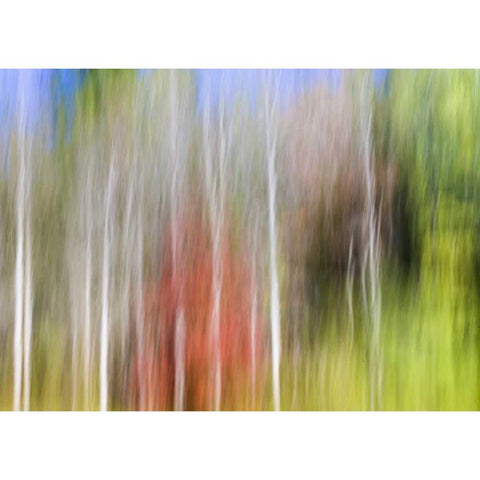 TN, Cherokee NF Abstract tree reflects in a pond Black Modern Wood Framed Art Print with Double Matting by Paulson, Don