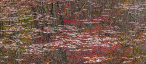 TN Fall reflections in Fall Creek Lake White Modern Wood Framed Art Print with Double Matting by Paulson, Don