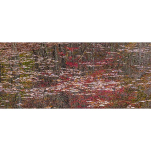 TN Fall reflections in Fall Creek Lake Gold Ornate Wood Framed Art Print with Double Matting by Paulson, Don