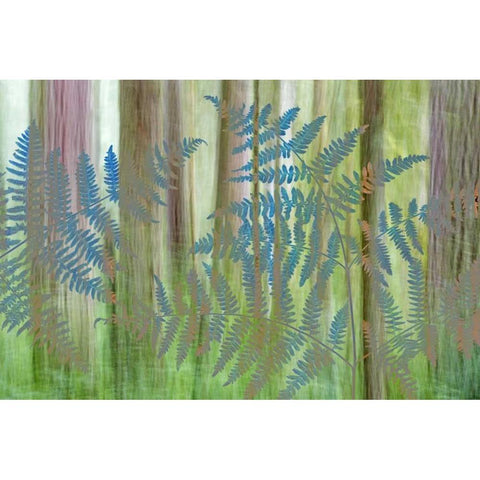 WA, Seabeck Collage of bracken ferns and forest White Modern Wood Framed Art Print by Paulson, Don
