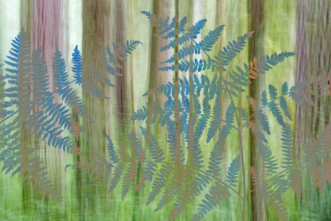 WA, Seabeck Collage of bracken ferns and forest White Modern Wood Framed Art Print with Double Matting by Paulson, Don