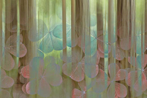 Washington, Seabeck Collage of oxalis and trees White Modern Wood Framed Art Print with Double Matting by Paulson, Don