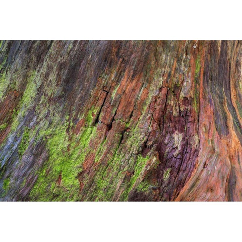 Washington, Olympic NP Rotten stump with moss Black Modern Wood Framed Art Print with Double Matting by Paulson, Don
