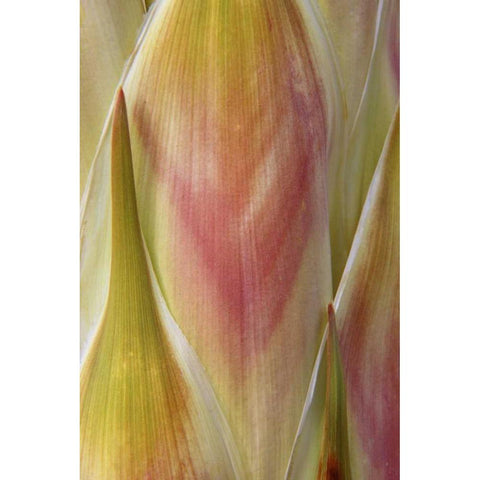 Washington State, Seabeck Flower petals White Modern Wood Framed Art Print by Paulson, Don