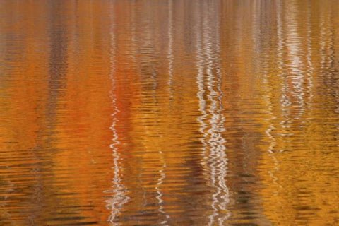WA, Winthrop Autumn reflections on Beaver Pond White Modern Wood Framed Art Print with Double Matting by Paulson, Don