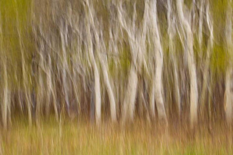 USA, Montana Aspen forest abstract White Modern Wood Framed Art Print with Double Matting by Paulson, Don
