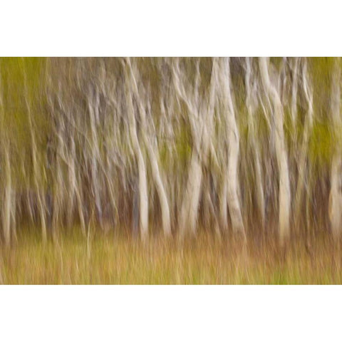USA, Montana Aspen forest abstract White Modern Wood Framed Art Print by Paulson, Don