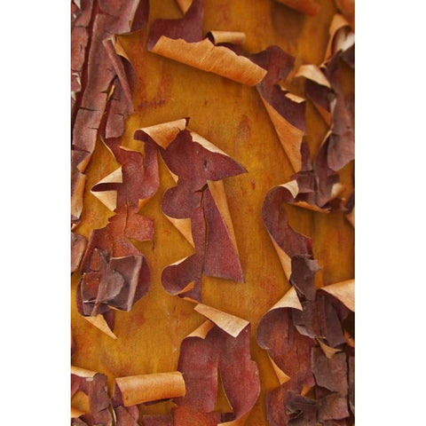 Washington Detail of Pacific madrona tree bark White Modern Wood Framed Art Print by Paulson, Don