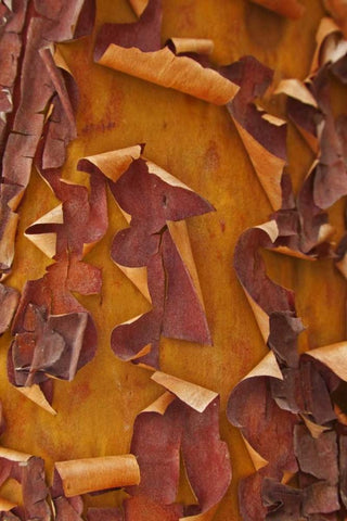 Washington Detail of Pacific madrona tree bark White Modern Wood Framed Art Print with Double Matting by Paulson, Don