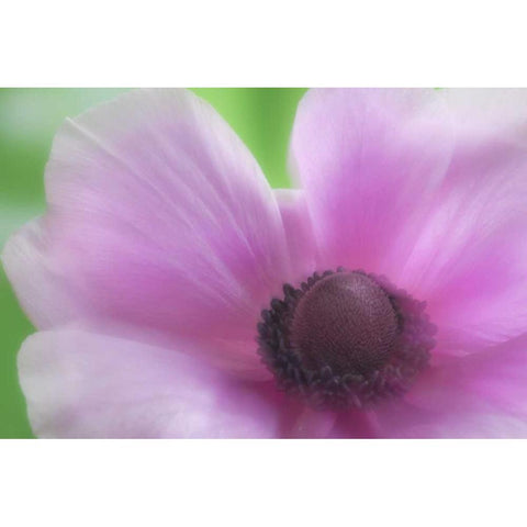 Washington, Seabeck Garden Flower Anemone White Modern Wood Framed Art Print by Paulson, Don