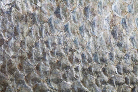 USA, Washington Detail abstract of fish scales White Modern Wood Framed Art Print with Double Matting by Paulson, Don