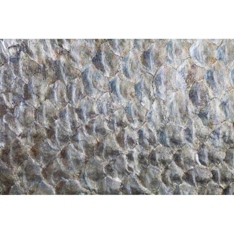 USA, Washington Detail abstract of fish scales White Modern Wood Framed Art Print by Paulson, Don