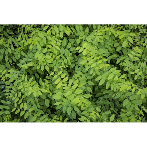 Washington State, San Juan Islands Foliage White Modern Wood Framed Art Print by Paulson, Don