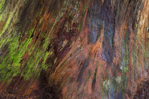 Washington, Olympic NP Rotten stump with moss Black Ornate Wood Framed Art Print with Double Matting by Paulson, Don