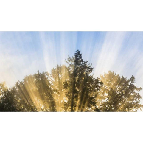 Washington, Seabeck Sun rays through fir trees Gold Ornate Wood Framed Art Print with Double Matting by Paulson, Don
