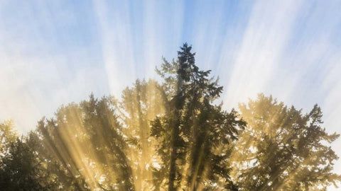 Washington, Seabeck Sun rays through fir trees White Modern Wood Framed Art Print with Double Matting by Paulson, Don