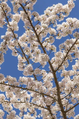 Washington, Seabeck Cherry tree blossoms White Modern Wood Framed Art Print with Double Matting by Paulson, Don