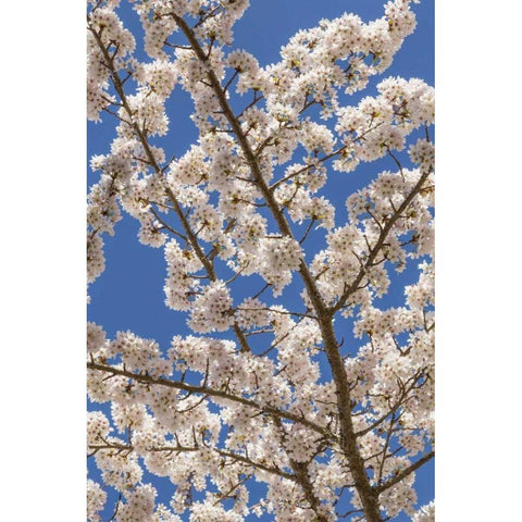 Washington, Seabeck Cherry tree blossoms Black Modern Wood Framed Art Print with Double Matting by Paulson, Don