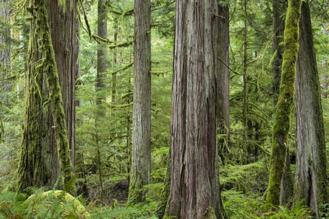 Washington, Olympic NP Barnes Creek Trail forest Black Ornate Wood Framed Art Print with Double Matting by Paulson, Don