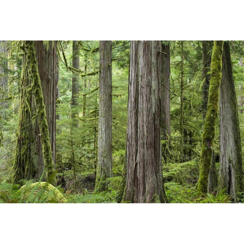 Washington, Olympic NP Barnes Creek Trail forest White Modern Wood Framed Art Print by Paulson, Don