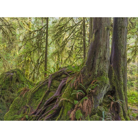 WA, Olympic NP Western red cedar on boulder Gold Ornate Wood Framed Art Print with Double Matting by Paulson, Don