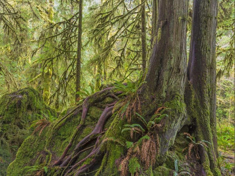 WA, Olympic NP Western red cedar on boulder Black Ornate Wood Framed Art Print with Double Matting by Paulson, Don