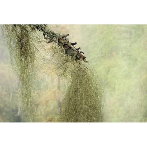WA, Seabeck Methuselahs beard lichen on tree White Modern Wood Framed Art Print by Paulson, Don