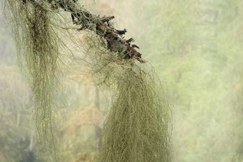 WA, Seabeck Methuselahs beard lichen on tree Black Ornate Wood Framed Art Print with Double Matting by Paulson, Don