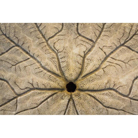 WA, Neah Bay Design on a sand dollar shell Gold Ornate Wood Framed Art Print with Double Matting by Paulson, Don