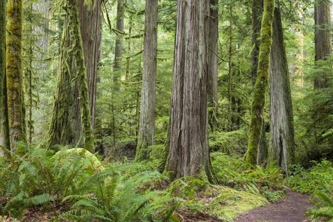 Washington, Olympic NP Barnes Creek Trail forest Black Ornate Wood Framed Art Print with Double Matting by Paulson, Don