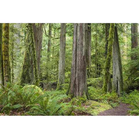 Washington, Olympic NP Barnes Creek Trail forest White Modern Wood Framed Art Print by Paulson, Don
