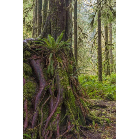 WA, Olympic NP Western red cedar on boulder White Modern Wood Framed Art Print by Paulson, Don
