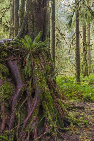 WA, Olympic NP Western red cedar on boulder Black Ornate Wood Framed Art Print with Double Matting by Paulson, Don