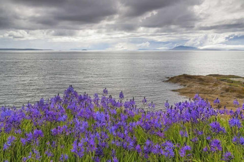 Washington Camas blooms on Sucia Island White Modern Wood Framed Art Print with Double Matting by Paulson, Don