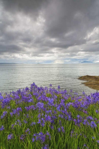 Washington Camas blooms on Sucia Island White Modern Wood Framed Art Print with Double Matting by Paulson, Don