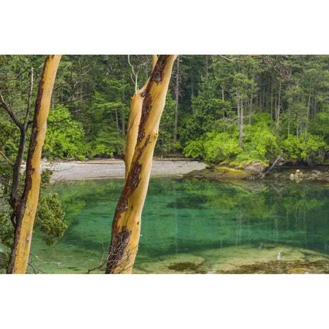Washington Secluded bay on Sucia Island White Modern Wood Framed Art Print by Paulson, Don