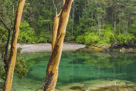 Washington Secluded bay on Sucia Island Black Ornate Wood Framed Art Print with Double Matting by Paulson, Don