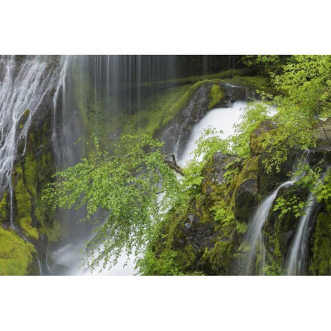 Washington Spring Panther Creek Waterfall Gold Ornate Wood Framed Art Print with Double Matting by Paulson, Don