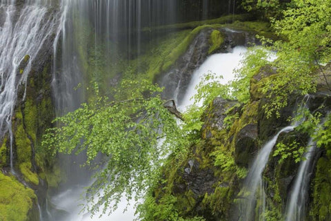 Washington Spring Panther Creek Waterfall White Modern Wood Framed Art Print with Double Matting by Paulson, Don