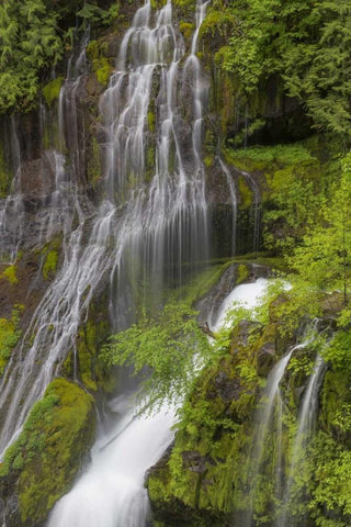 Washington Spring Panther Creek Waterfall White Modern Wood Framed Art Print with Double Matting by Paulson, Don