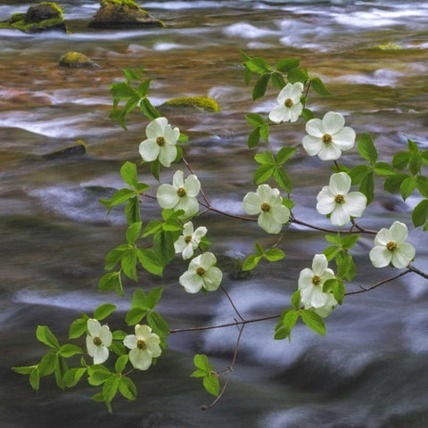 WA, Gifford Pinchot NF Pacific dogwood branh White Modern Wood Framed Art Print by Paulson, Don