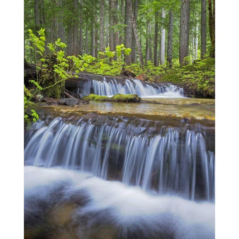 WA, Gifford Pinchot NF Waterfall and forest Gold Ornate Wood Framed Art Print with Double Matting by Paulson, Don