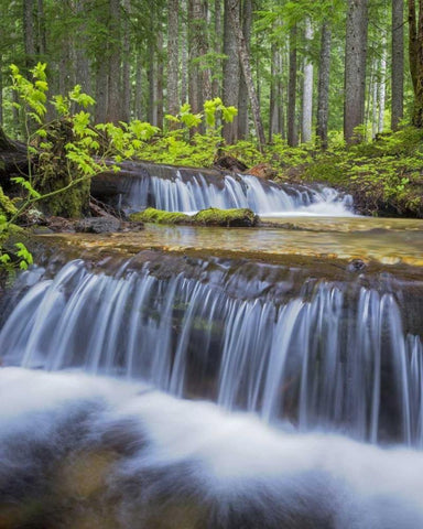 WA, Gifford Pinchot NF Waterfall and forest Black Ornate Wood Framed Art Print with Double Matting by Paulson, Don