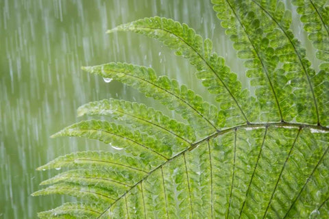 USA, Washington State, Seabeck Fern in rainfall White Modern Wood Framed Art Print with Double Matting by Paulson, Don