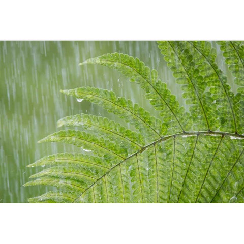 USA, Washington State, Seabeck Fern in rainfall White Modern Wood Framed Art Print by Paulson, Don