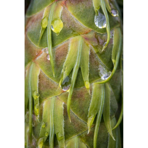 Washington, Seabeck Dew on Douglas fir cone Black Modern Wood Framed Art Print with Double Matting by Paulson, Don