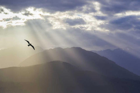 WA, Seabeck Gull and God rays over the Olympics White Modern Wood Framed Art Print with Double Matting by Paulson, Don
