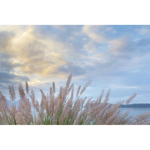 Washington, Seabeck Pennisetum ornamental grass Gold Ornate Wood Framed Art Print with Double Matting by Paulson, Don